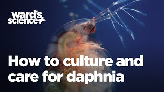 Caring and Culturing for Daphnia [upl. by Enrak]