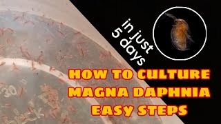 How to Culture Magna Daphnia Easily [upl. by Macfadyn973]