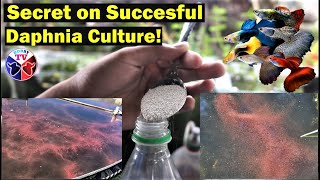 How to Culture Daphnia Successfully [upl. by Prober886]