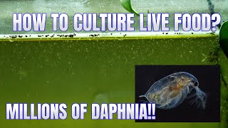 How to Culture Daphnia Secret Method to Breed MILLIONS  Simply Aquatic [upl. by Trueblood]