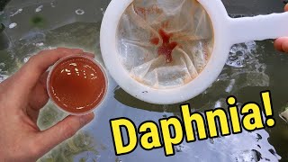 How I Culture Daphnia In Outdoor Tubs [upl. by Enirak]