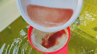 How to culture daphnia  Daphnia culture  How to grow daphnia outdoor [upl. by Affra]