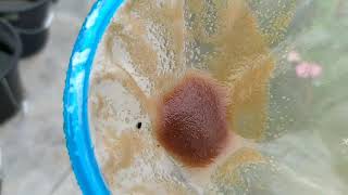 How to culture daphnia moina in a small container Part 1 English Subtitle [upl. by Christoper]