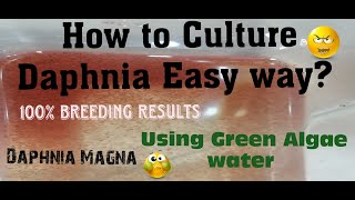 Daphnia MagnaHow to Culture Daphnia Easy wayCulturing Daphnia using Green water Daphnia [upl. by Janey]