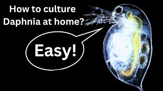 BEST Live Fish Food Beginner guide How to Culture Daphnia at home [upl. by Ateekal]