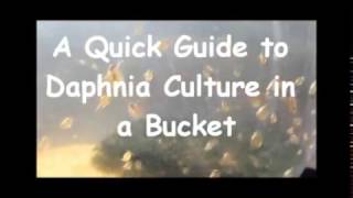 How to culture daphnia outside [upl. by Knick869]