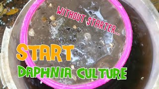 How to culture daphnia moina the easy way 1  Starting the Daphnia culture [upl. by Whiteley]