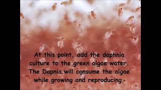 Daphnia  How to grow daphnia in your home [upl. by Nolad]