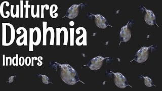 How to Culture Daphnia [upl. by Orva876]