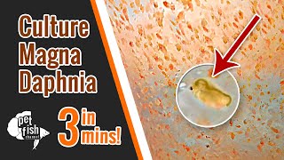 How to culture DAPHNIA MAGNA  The easy way [upl. by Whitver971]