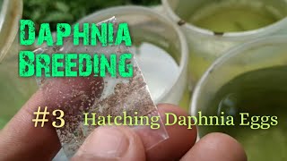 Daphnia Culture made simple and easy 3  Hatching Daphnia eggs [upl. by Oniotna]