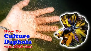 How to Culture Daphnia with ZERO Cost  Unlimited Live Food For Our Fish [upl. by Leiso]