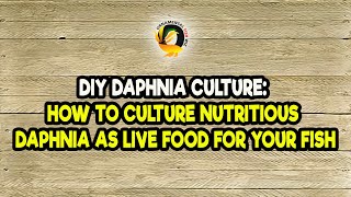 DIY Daphnia Culture How to Culture Nutritious Daphnia as Live Food for Your Fish [upl. by Brenton]