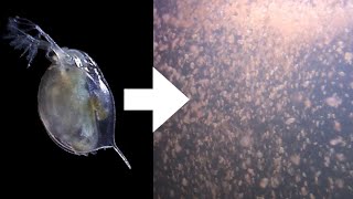 How I Culture Daphnia [upl. by Greenleaf]