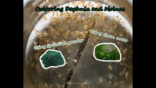 How To Culture Daphnia and Moinas using Green Water Spirulina powder [upl. by Osric]