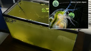 Raising Daphnia for the Freshwater Aquarium [upl. by Stan]