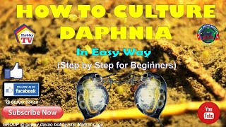 HOW TO CULTURE DAPHNIA In Easy Way [upl. by Llerraj705]